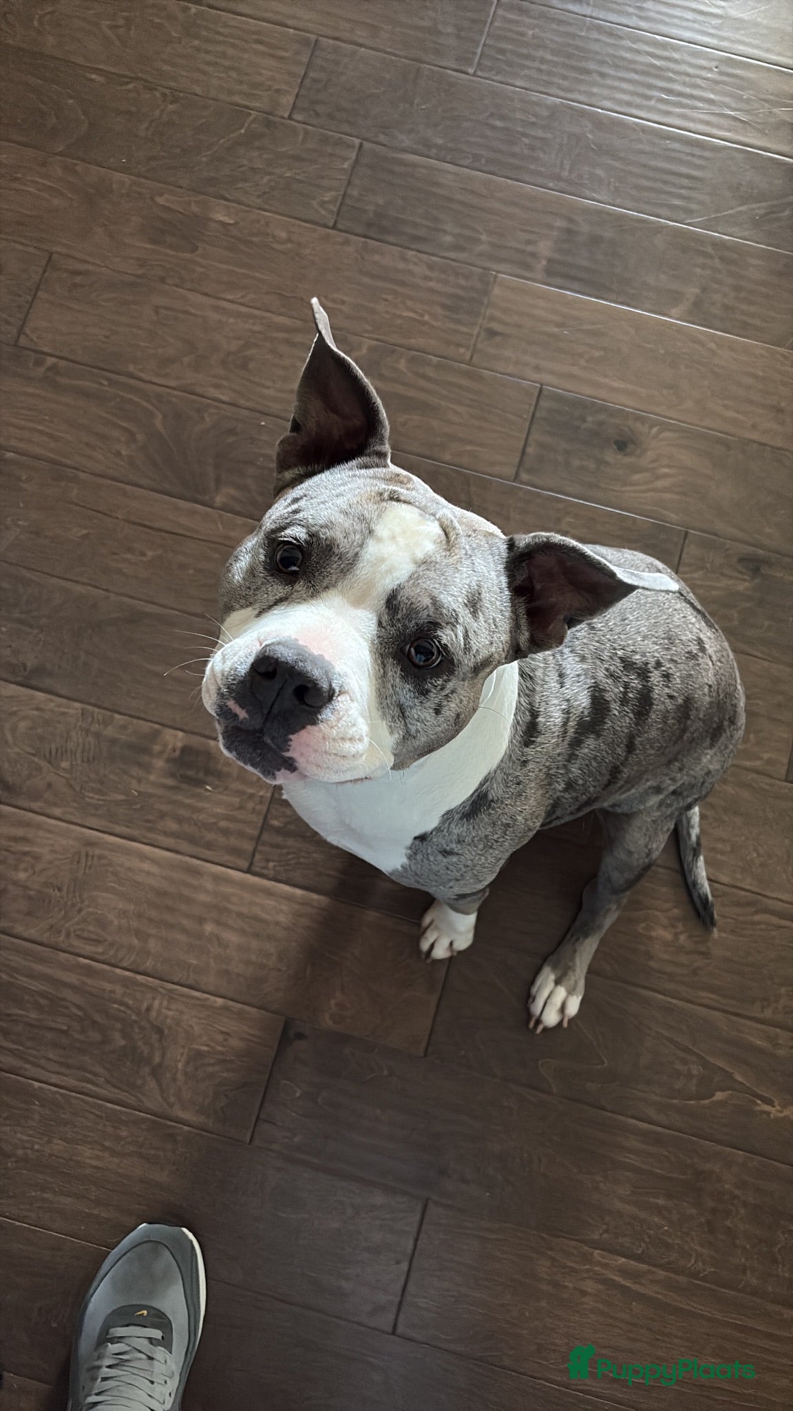 Amerikaanse Bully honden Mooie bully’s  - Advertentie 2