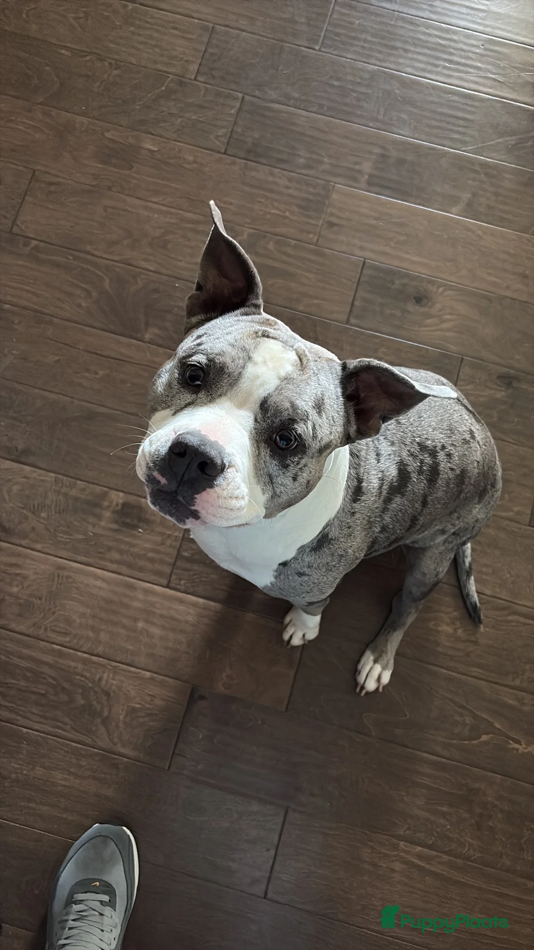 Amerikaanse Bully honden te koop: Mooie bully’s  - Advertentie 2