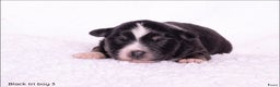 Australian Shepherd honden te koop: Mini Australian shepherd pups (MAS) - Advertentie 10