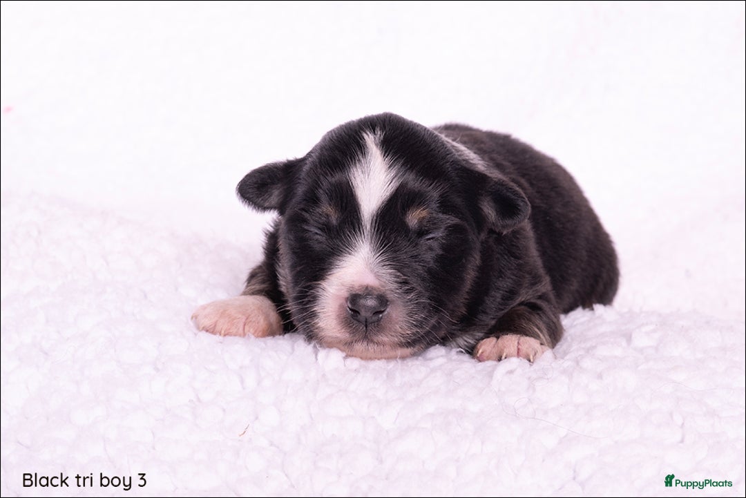 Australian Shepherd honden te koop: Mini Australian shepherd pups (MAS) - Advertentie 10