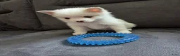 Pomsky honden te koop: Pomeriaan pomsky pups - Advertentie 3