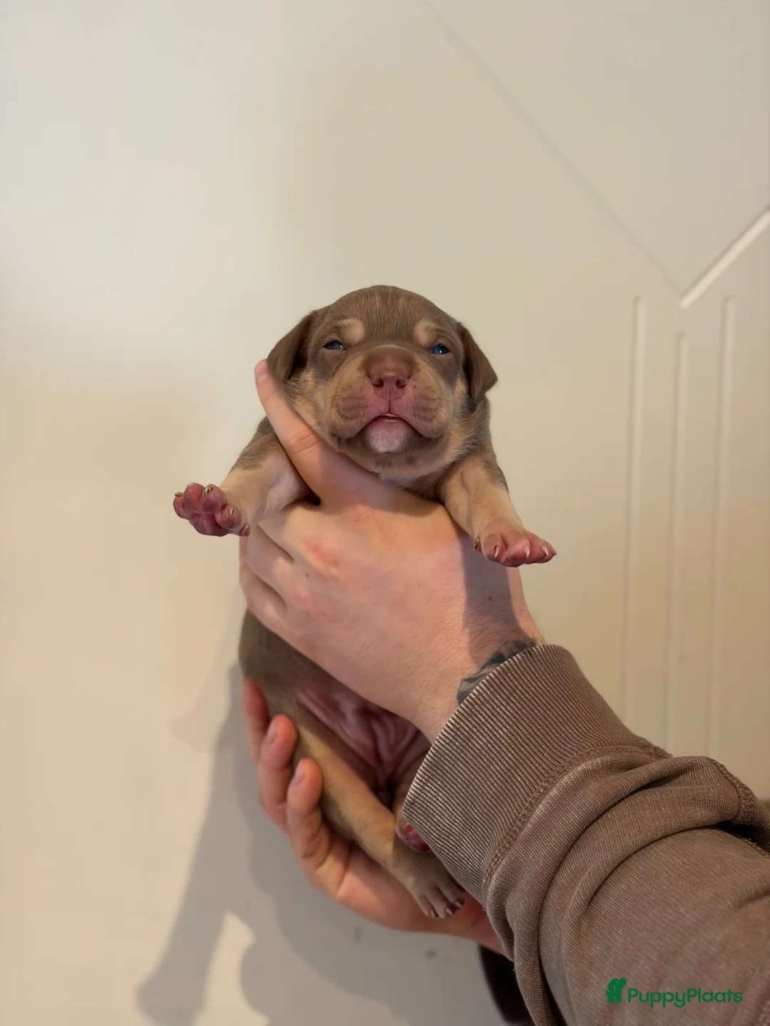 Amerikaanse Bully honden te koop: American Bully pups  - Advertentie 2