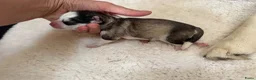 Pomsky honden te koop: Pomsky pups uit geteste ouders  - Advertentie 5