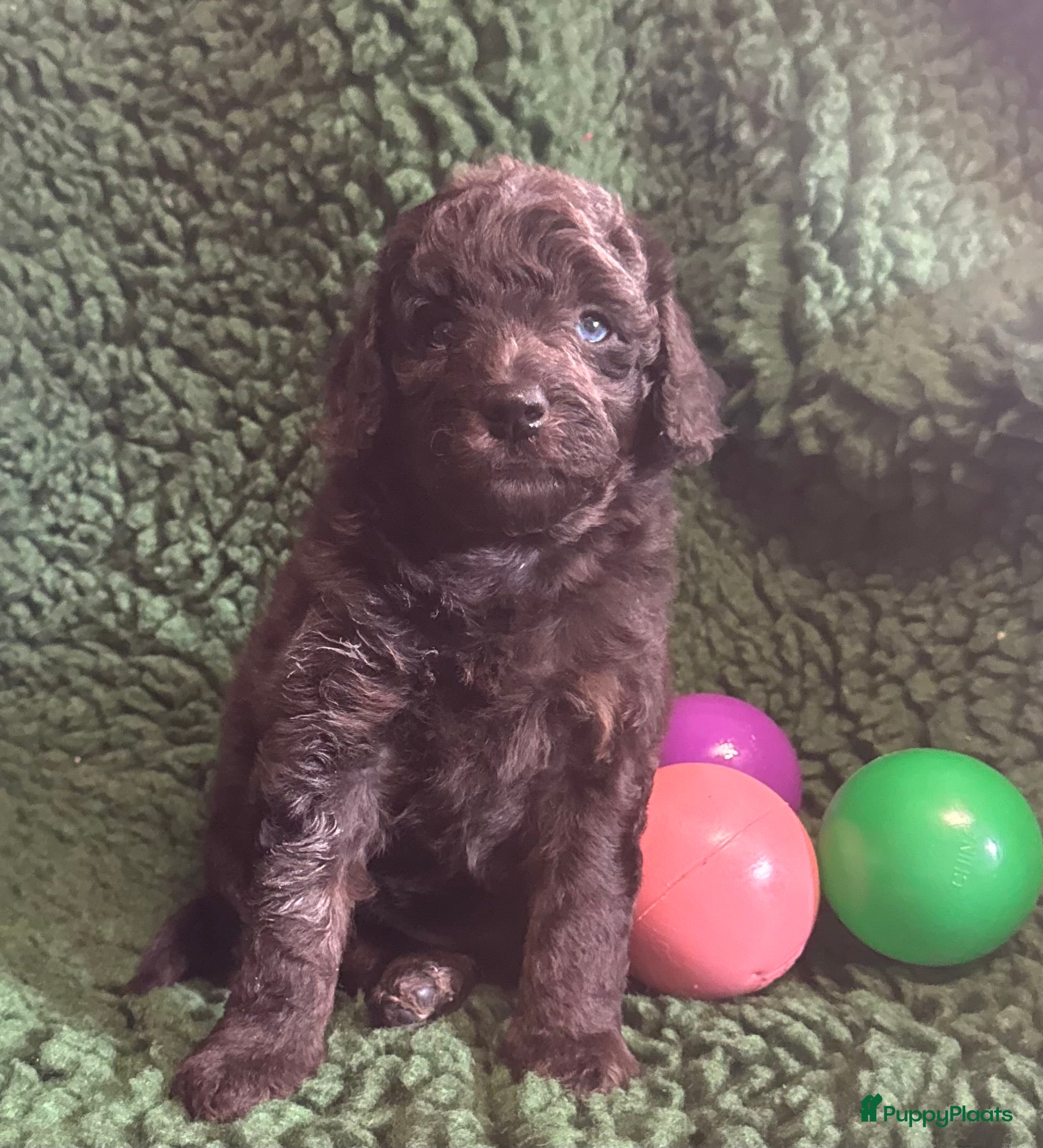 Australian Labradoodle honden Te koop mini Australian LAbradoodles - Advertentie 6