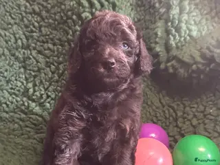 Australian Labradoodle honden Te koop mini Australian LAbradoodles - Advertentie 2