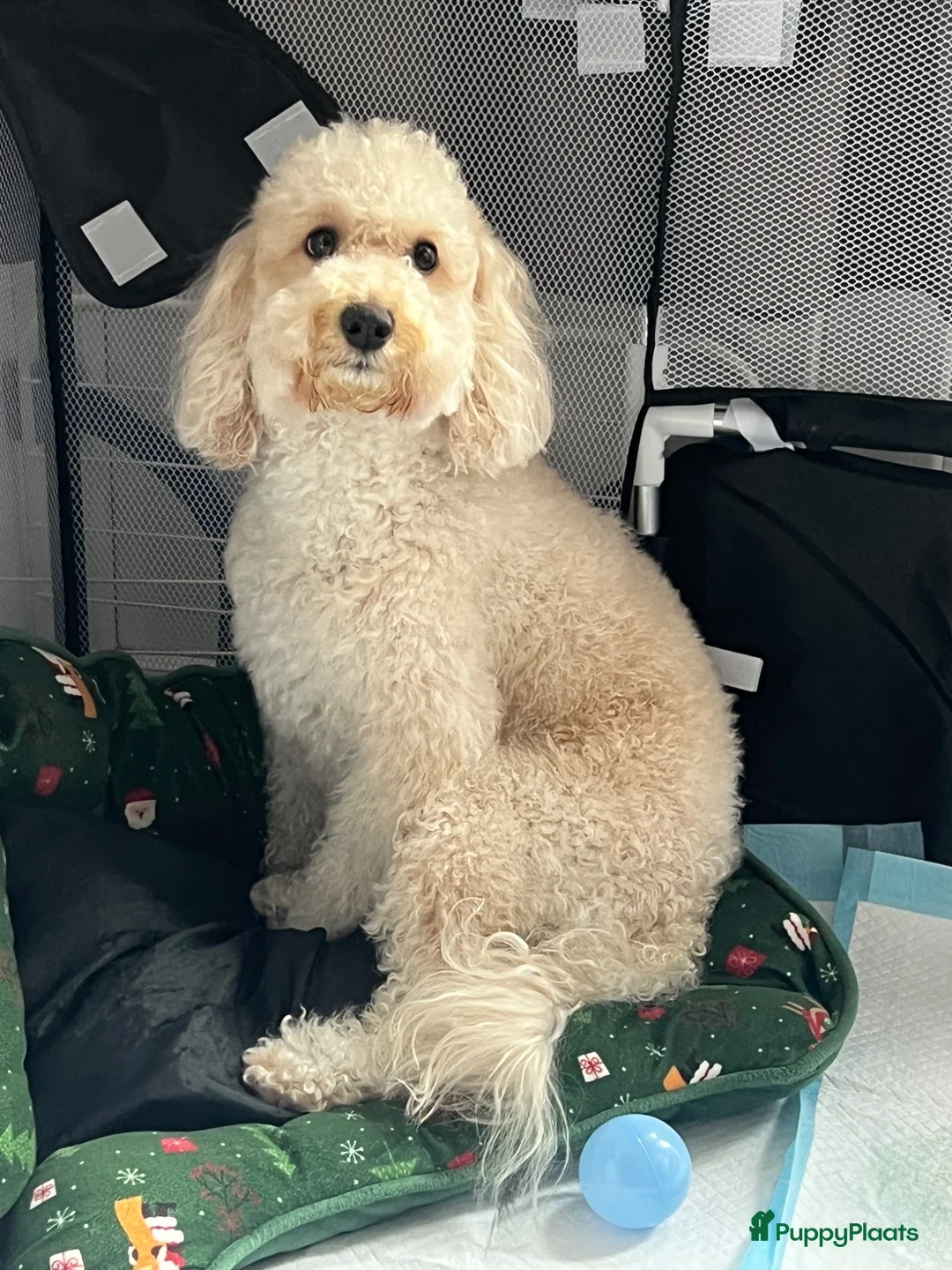 Poedel honden te koop: Mini poedel - Advertentie 1