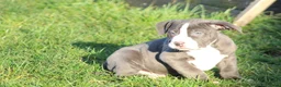 Amerikaanse Bully honden te koop: American Bully Pups ABKC stamboom België  - Advertentie 13