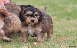 Cockapoo honden te koop: Cockapoo pups - Afbeelding 1