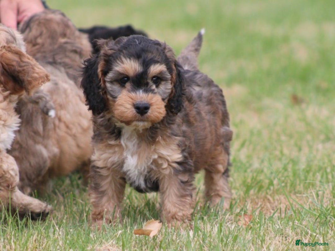 Cockapoo honden te koop: Cockapoo pups - Afbeelding 1