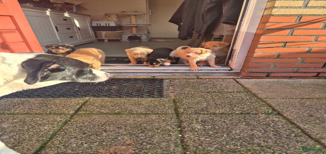 Galerij afbeelding {{count}}