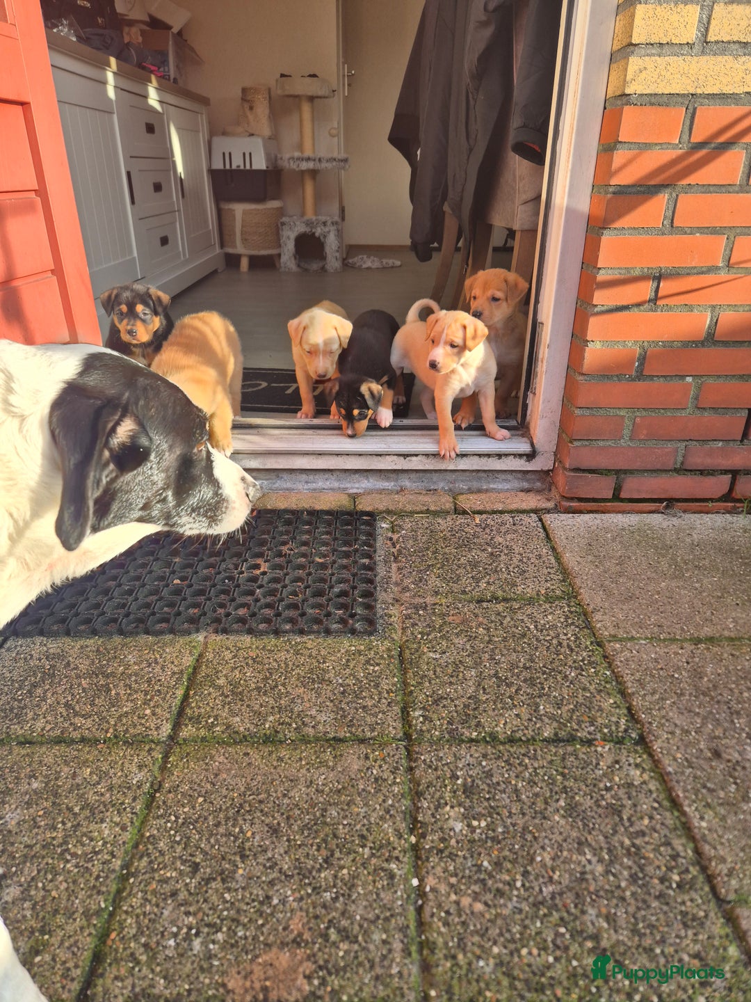 Galerij afbeelding {{count}}