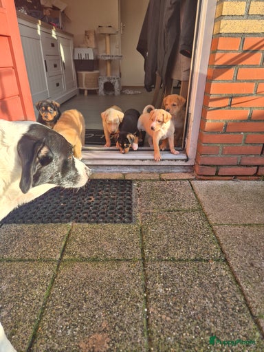 Galerij afbeelding {{count}}