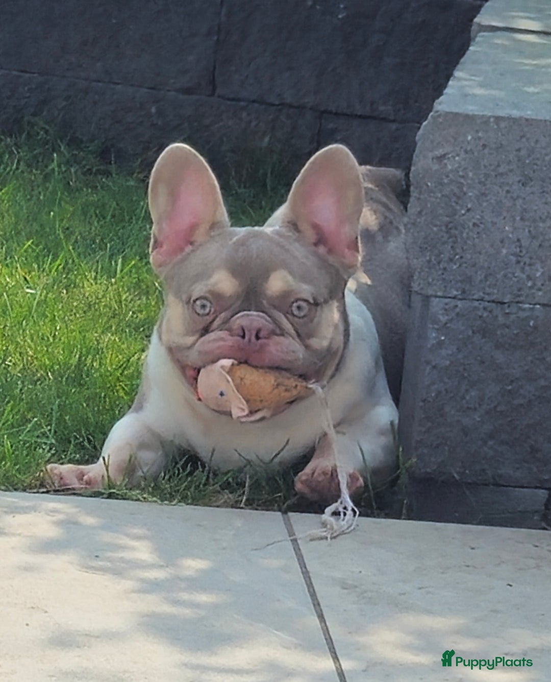 Franse Bulldog honden te koop: Super knappe, raszuivere franse bulldog pups - Advertentie 9