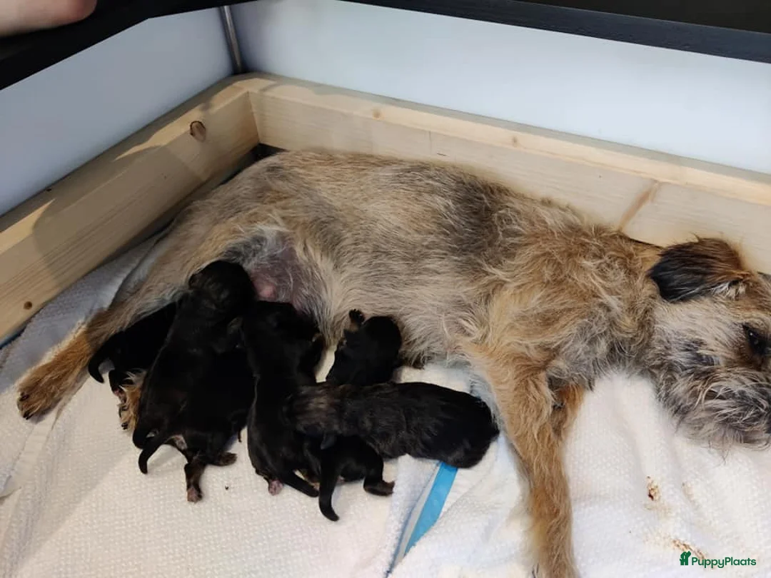 Border Terriër honden ter dekking: Border Terrier Dekreu!  06 41290018 in Losser - Advertentie 6