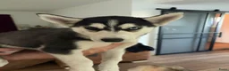 Kruising honden te koop: Nog maar 2 Husky pups - Advertentie 8