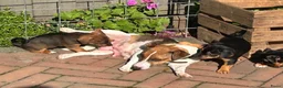 Jack Russel Terriër honden te koop: Lieve Choco tan reu puppy - Advertentie 10