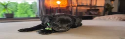 Kruising honden te koop: ❤️💙 Prachtige Doxiepoo's zoeken 4-ever home ❤️💙 - Advertentie 7