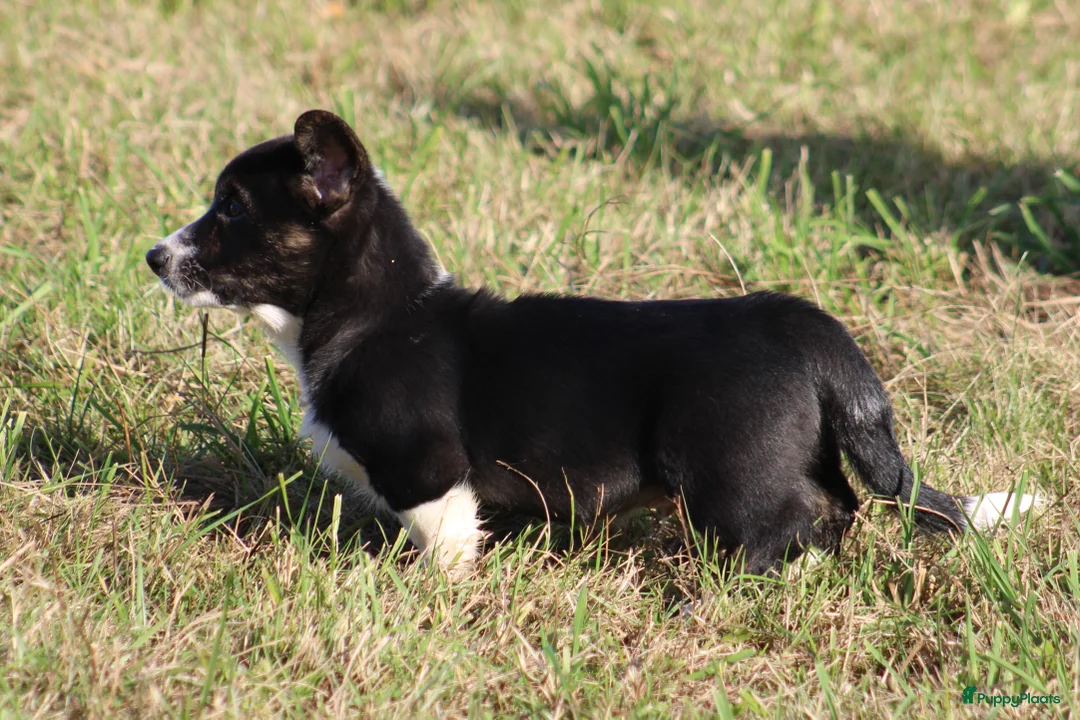 Welsh Corgi Cardigan honden te koop: Welsh corgi cardigan out of beautiful connection - Advertentie 11