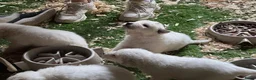 Berghond van de Maremmen en Abruzzen honden te koop: Super lieve en mooie puppies Erf/Vee/Gezindshond in Weerselo - Advertentie 4