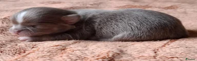 Chihuahua 1
