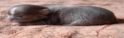 Chihuahua honden te koop: 2 prachtige reutjes - Advertentie 3