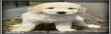 Labradoodle 8