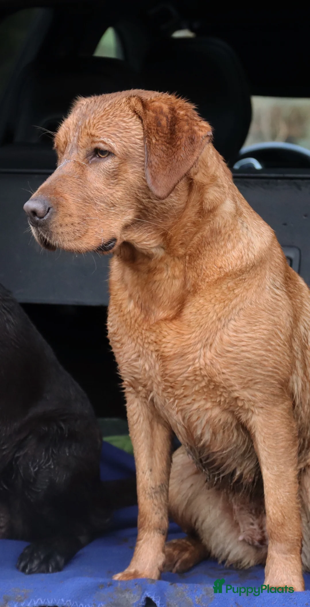 Labrador Retriever honden te koop: Red fox Labrador pups verwacht  - Advertentie 3