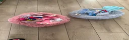 Poedel Toy honden te koop: Poedel toy pups 🐩 1 teef   beschikbaar !!! - Advertentie 14