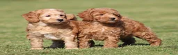 Maltipoo honden te koop: Knappe Maltipoo pups. - Advertentie 20