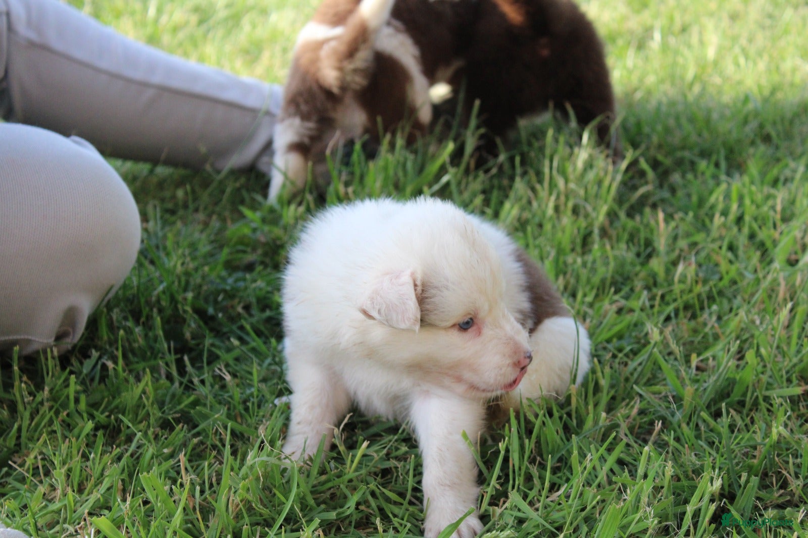 Border Collie honden te koop: Mooie speciale lieve Merle puppies - Advertentie 21