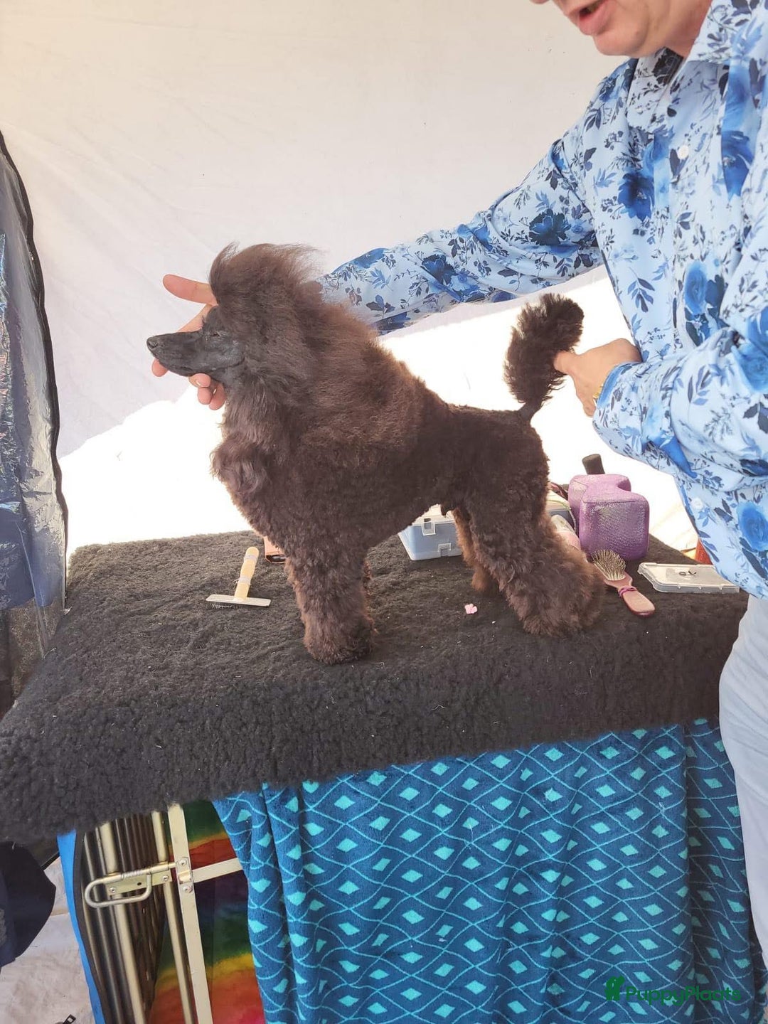 Dwergpoedel honden te koop: Dwerg poedel pup met stamboom (fci) - Advertentie 8