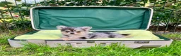 Pomchi honden te koop: Schattige pomchi reutjes zoeken fijn huisje - Advertentie 8