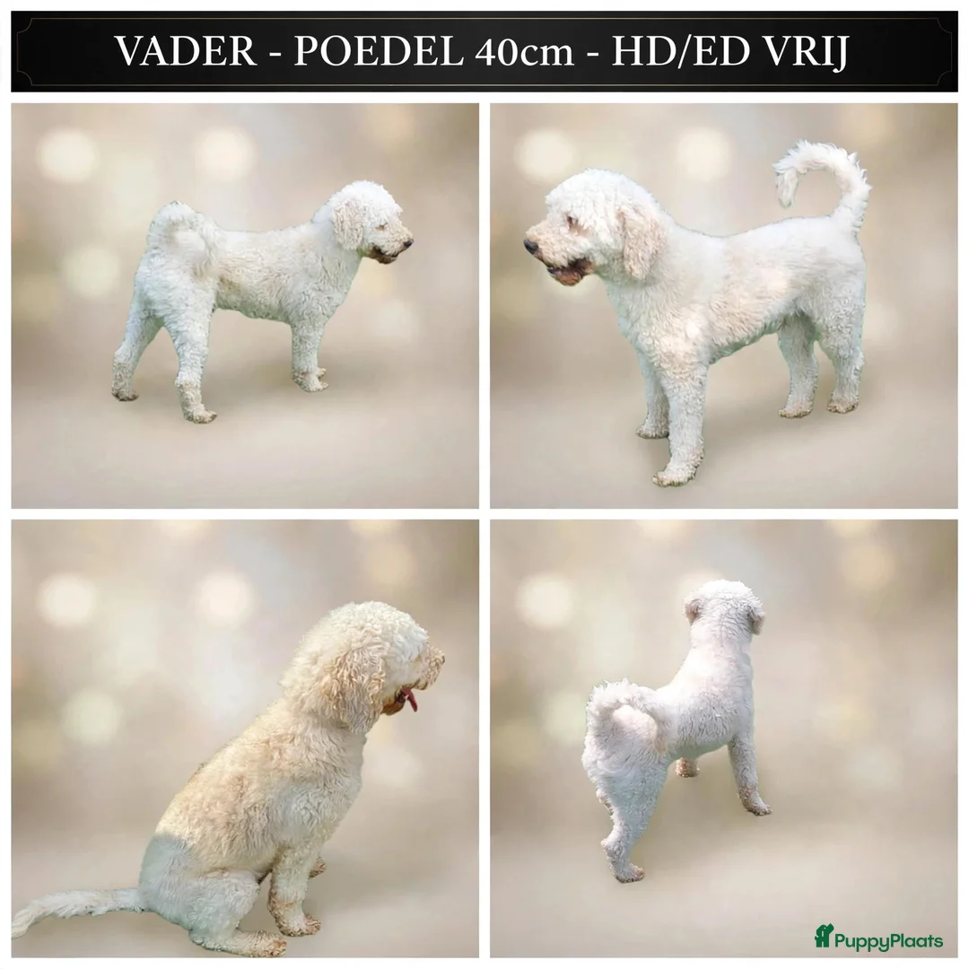 Labradoodle honden te koop: 🌸🌸Labradoodle puppie's teefjes beschikbaar🌸🌸 - Advertentie 11