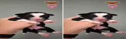 Border Collie honden te koop: Liefdevol gefokte Border Collie pups (FCI/LOSH) - Advertentie 17