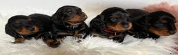 Teckel (langhaar) honden te koop: Teckel standaard langhaar met stamboom - Advertentie 13