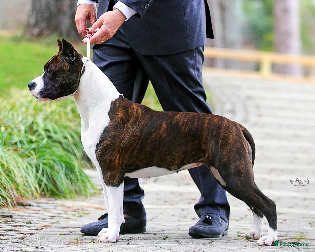 Galerij afbeelding {{count}}