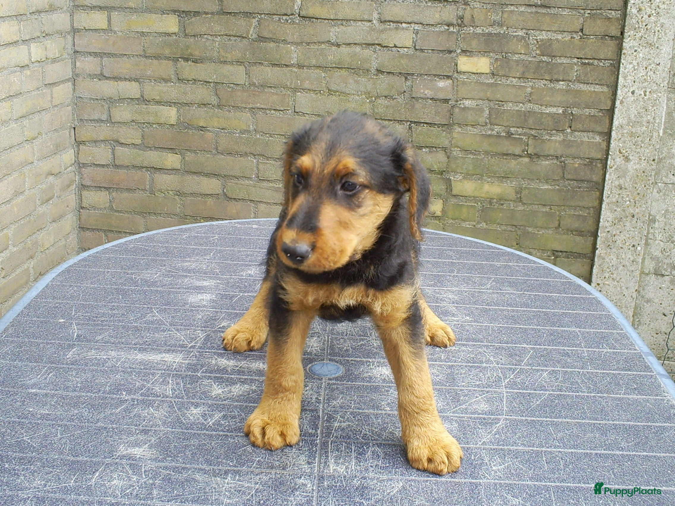Airedale Terriër honden Airedale Terriër Puppy's - Advertentie 1