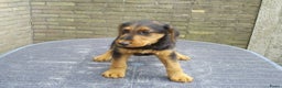 Airedale Terriër honden te koop: Airedale Terriër Puppy's - Advertentie 1
