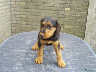 Airedale Terriër honden te koop: Airedale Terriër Puppy's - Advertentie 1