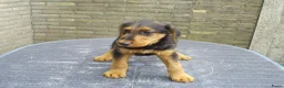 Airedale Terriër honden te koop: Airedale Terriër Puppy's - Advertentie 1