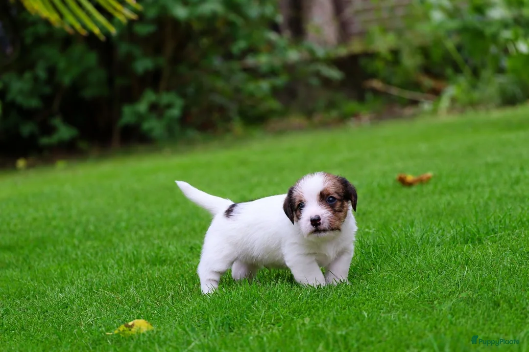 Jack Russel Terriër honden te koop: Jackrussellterrier Ruwhaar - Advertentie 2
