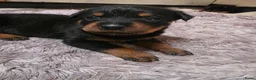 Rottweiler honden te koop: Prachtig mooie Rotweiler pups te koop! - Advertentie 14