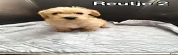 Maltipoo honden te koop: Maltipoo pups te koop  - Advertentie 6