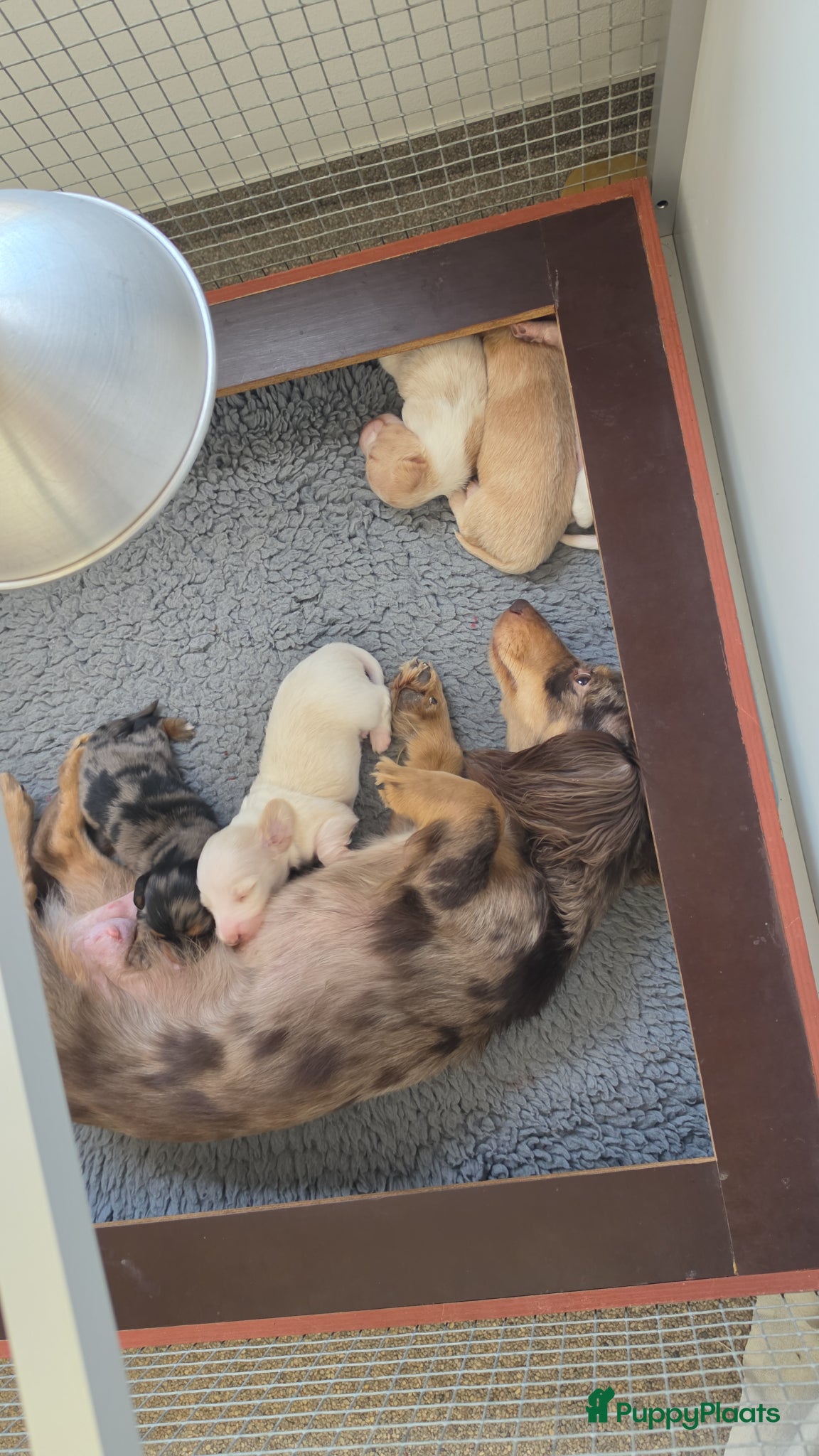 Teckel (langhaar) honden Prachtige langhaar dwerg pups geboren creame - Advertentie 1