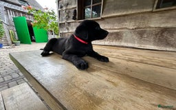 Labrador Retriever honden te koop: Te koop prachtige labrador x mechelse Herder pups - Afbeelding 10