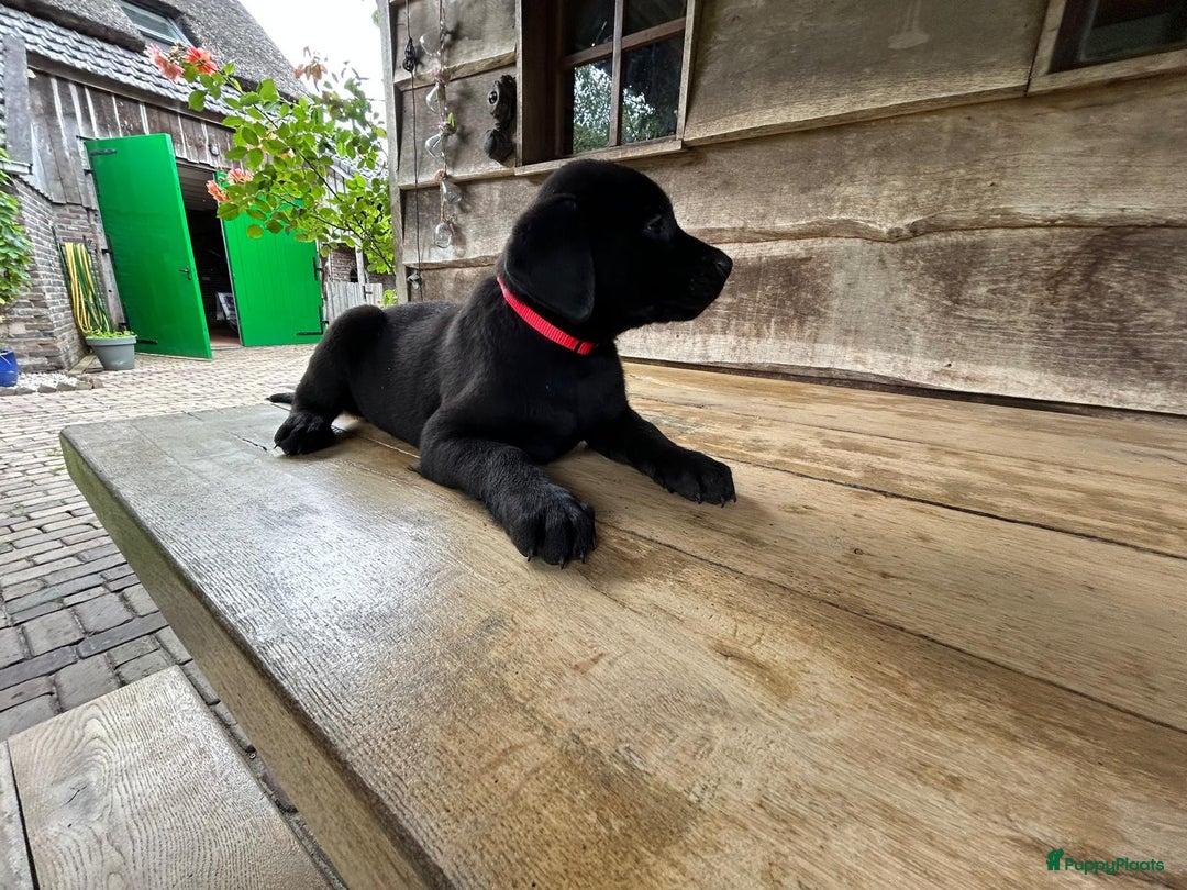 Labrador Retriever honden te koop: Te koop prachtige labrador x mechelse Herder pups - Afbeelding 10