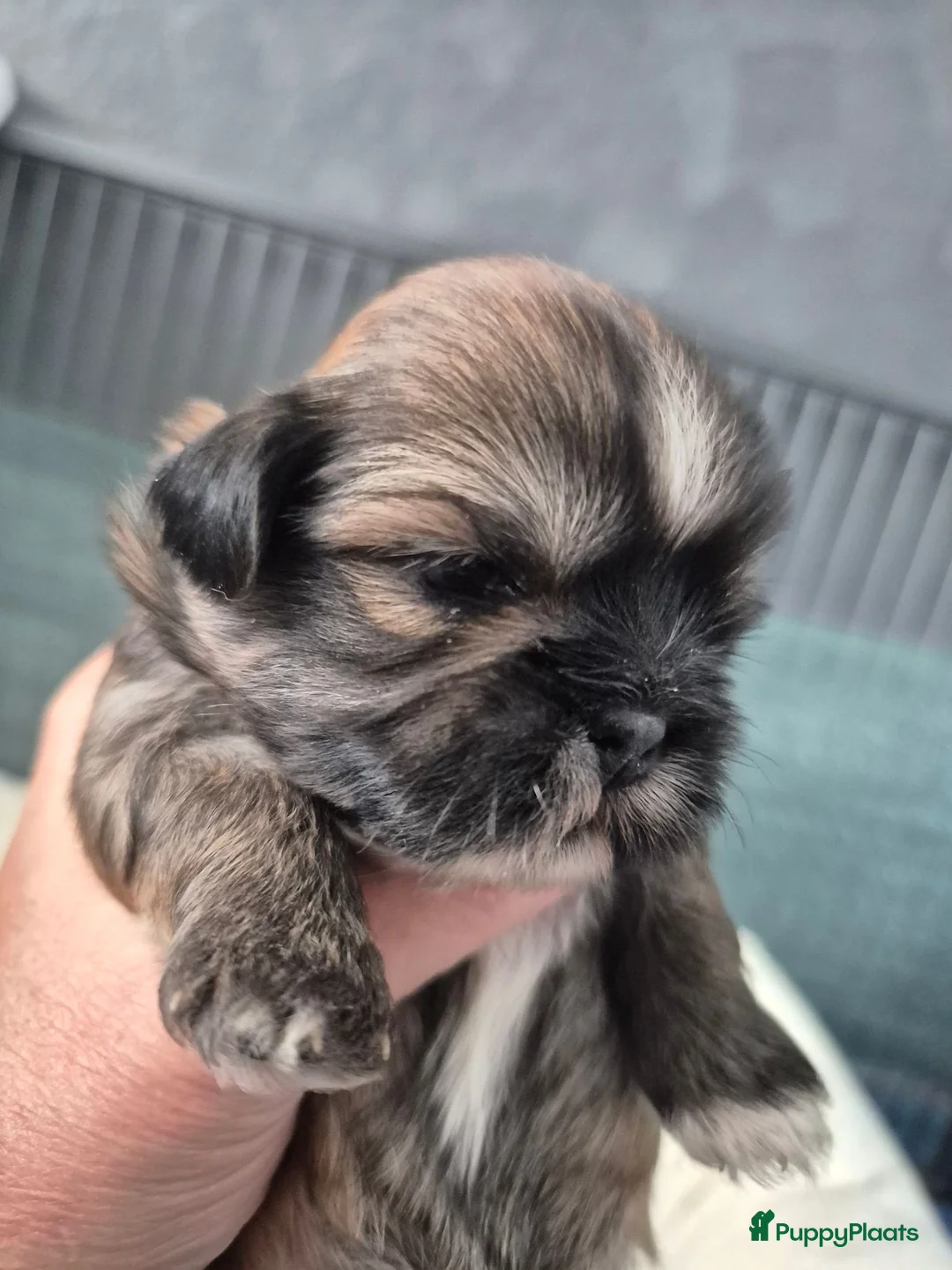 Shih Tzu honden te koop: Ras thi zhu - Advertentie 13