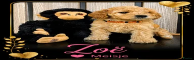 Zoe