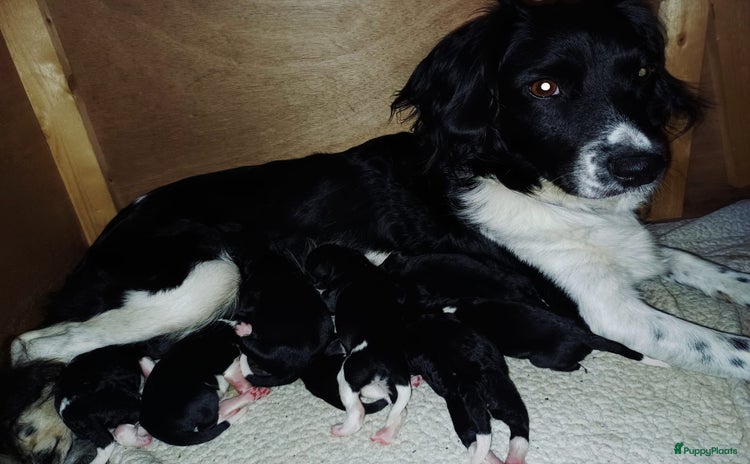 Friese Stabij honden - Advertentie 6