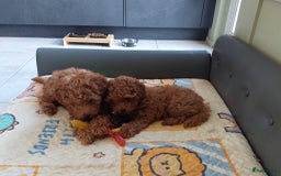 Poedel Toy honden te koop: Te koop Toy Poedels met FCI stamboom in Alblasserdam - Afbeelding 10